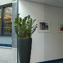 kl zamioculcas_fiberglas_partner_che